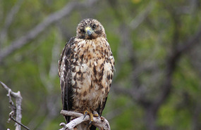 Hawk staring at me