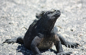 Iguana posing