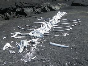 Whale bones