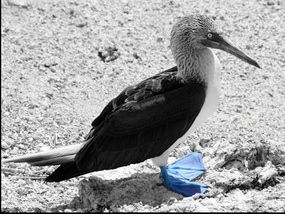 Blue-footed boobie
