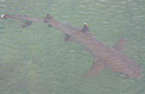 Shark