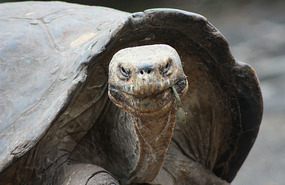 Bad ass tortoise