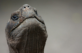 Tortuga