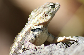 Cute lizard
