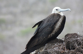 Frigate bird