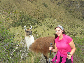 Llama face
