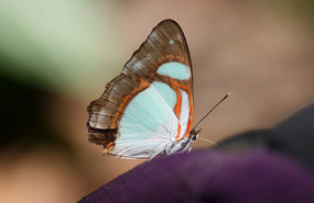 Butterfly landed on Katja's bag