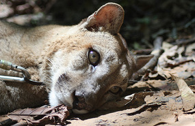 Gato