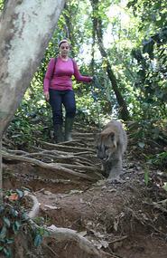 Walking a puma through the jungle