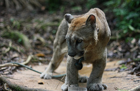 Gato cutie