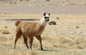 Llamas