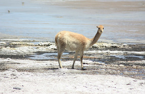 Vicuna
