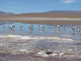 Flamingos on the lagoon