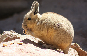 Viscacia 