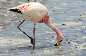 Flamingo