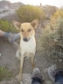 Cute dog