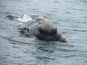 Whale