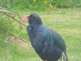 Bird park 