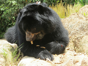 Balu Eating Monkey Nuts