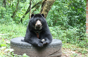 Balu Eating Bread In Tyre
