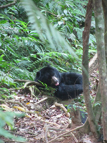 Balu Playing