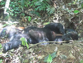 Balu Sleeping