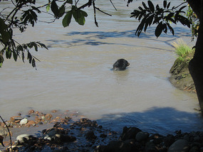 Balu Swimming