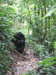 Balu Walking