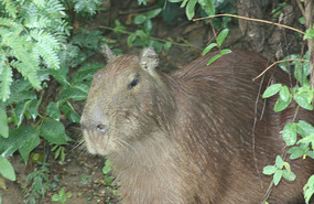 Capybara