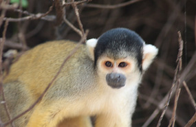 Squirrel monkey