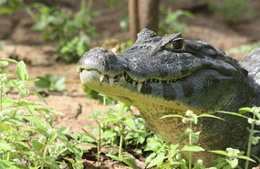Alligator looking at us