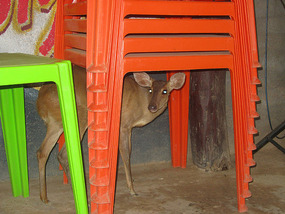 Cute deer like animal