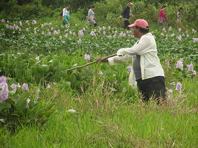 Rosario hunting with his stick