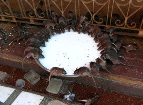 Breakfast Time For The Rats