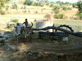 Oxen Pulling the Irrigation Wheel