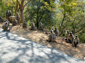 Troup of Monkeys