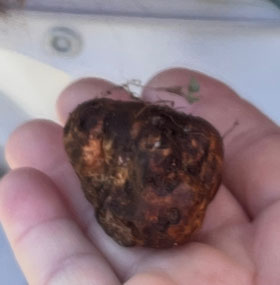 Black truffle