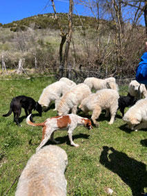 Dog party!
