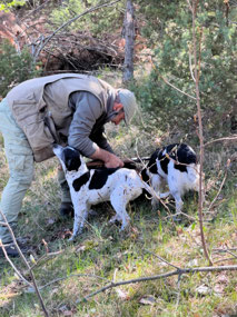 Dogs at work