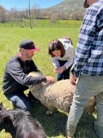 Merino Wool