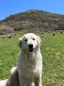 Sweetest sheep dog