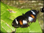 Aust Butterfly Sanctuary 