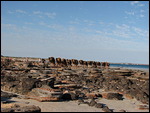 Camels morning walk to beach