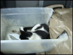 Magge in the Kitty Litter