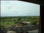 2 more white horses