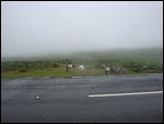Dartmoor Ponies in the National Park