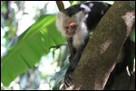 white-headed capuchin