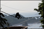 Monkeys cross on electrical high wire