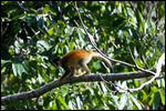 Giant Iguanas, Beloved Bats and Baby Monkeys