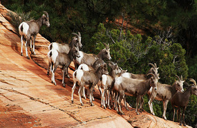 Awesome wildlife sighting East Zion National Park